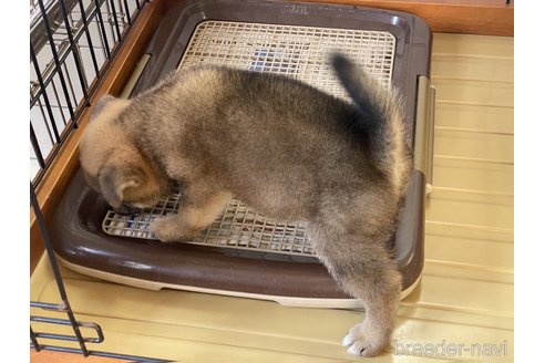 成約済の岡山県の柴犬-264525の2枚目