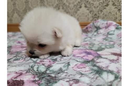 成約済の千葉県のポメラニアン-260973の3枚目