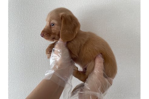 成約済の東京都のミニチュアダックスフンド(ロングヘアード)-269966の3枚目