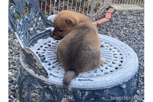 成約済の岡山県の柴犬-272791の5枚目