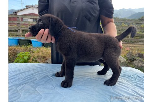 成約済の福岡県のラブラドールレトリーバー-273137の5枚目