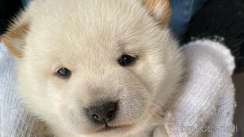 成約済の広島県の柴犬-273344の2枚目