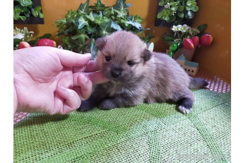 成約済の神奈川県のポメラニアン-273521の24枚目