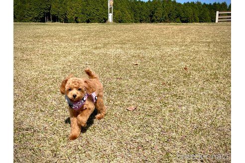 成約済の滋賀県のティーカッププードル-273822の4枚目