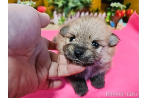 成約済の神奈川県のポメラニアン-273521の19枚目