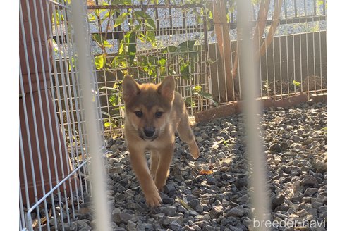 成約済の岡山県の柴犬-264522の2枚目