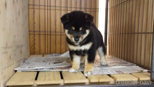 成約済の岡山県の柴犬-270535の1枚目