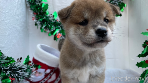 成約済の広島県の柴犬-271608の1枚目