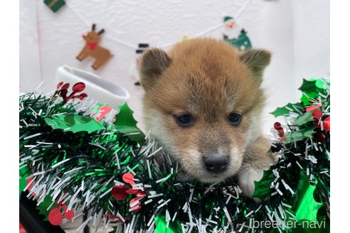 成約済の広島県の柴犬-274105の6枚目