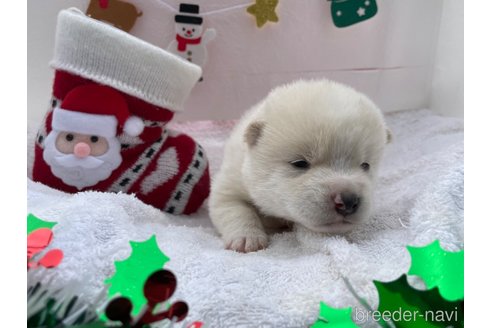 成約済の広島県の柴犬-278801の3枚目