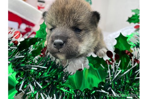 成約済の広島県の柴犬-278802の5枚目