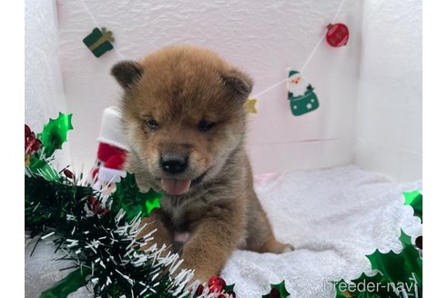 成約済の広島県の柴犬-274516の2枚目