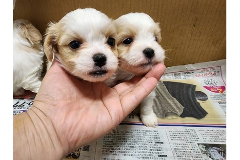 成約済の愛知県のミックス犬-279073の4枚目