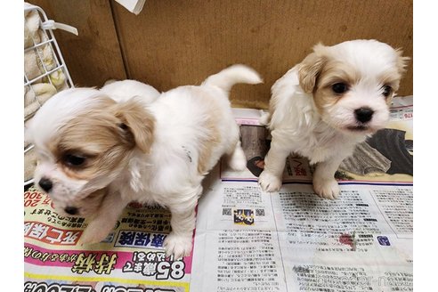 成約済の愛知県のミックス犬-279073の3枚目