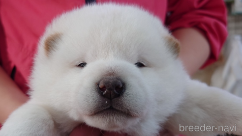 成約済の山口県の柴犬-280479の2枚目