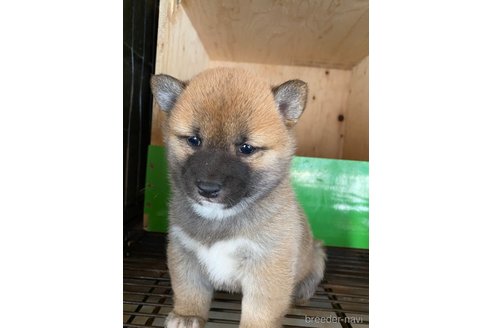 成約済の茨城県の豆柴-279007の5枚目