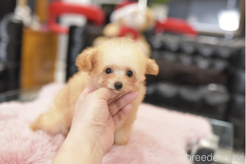 成約済の茨城県のティーカッププードル-274496の6枚目