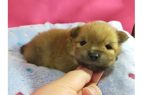 成約済の神奈川県のポメラニアン-282359の29枚目