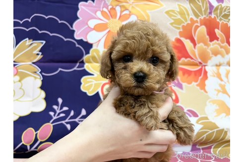 成約済の広島県のタイニープードル-278372の10枚目