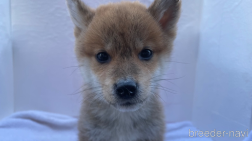 成約済の広島県の柴犬-274105