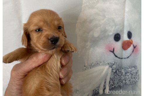 成約済の北海道のミニチュアダックスフンド(ロングヘアード)-286726の1枚目