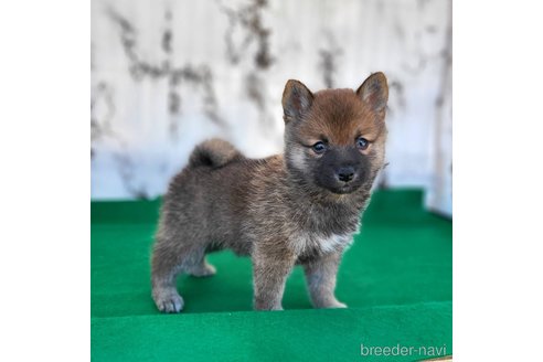 成約済の茨城県のミックス犬-288328の4枚目