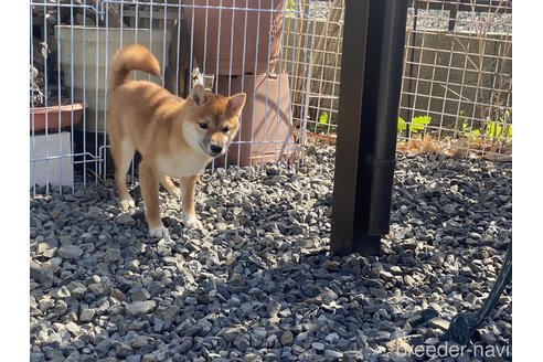 成約済の岡山県の豆柴-260172の4枚目