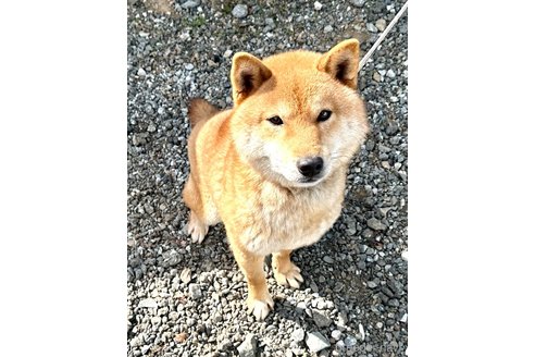 成約済の埼玉県の柴犬-301086