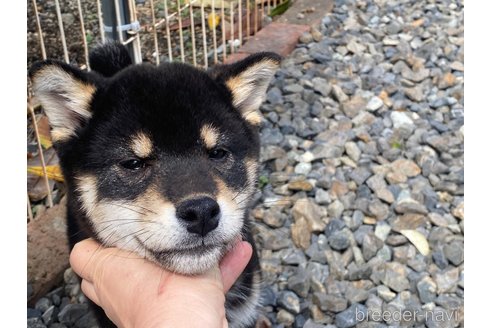 成約済の岡山県の柴犬-302533の3枚目