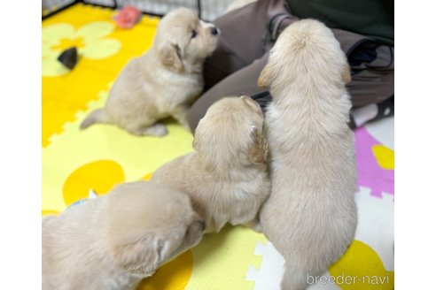 成約済の京都府のゴールデンレトリーバー-305316の5枚目