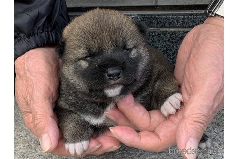 成約済の長崎県の柴犬-309061の4枚目