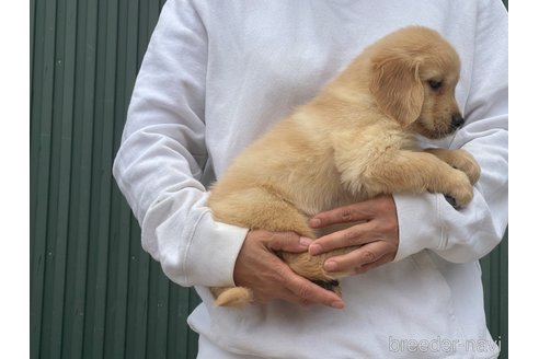 成約済の岐阜県のゴールデンレトリーバー-310035の4枚目