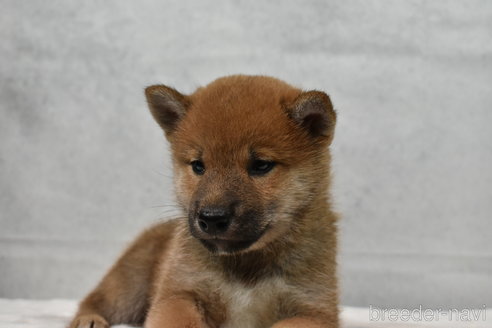 成約済の神奈川県の柴犬-310880の2枚目