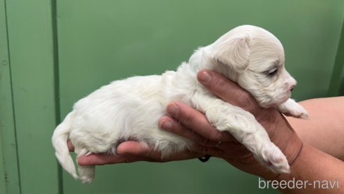 成約済の滋賀県のミックス犬-311393の4枚目