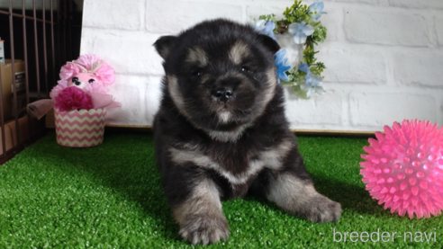 成約済の鹿児島県の柴犬-310180の4枚目