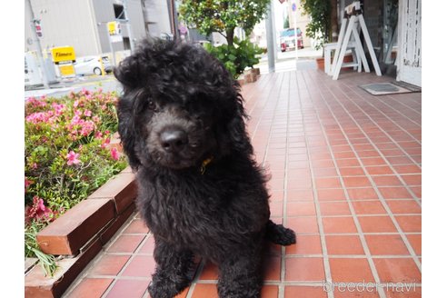 成約済の東京都のその他の犬種-298701の6枚目