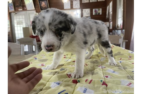 成約済の長野県のボーダーコリー-308863の9枚目