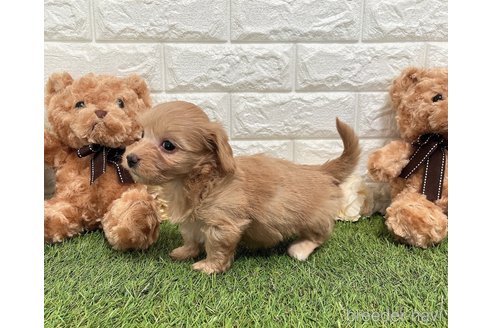 成約済の福岡県のマルックス:マルチーズ×ミニチュアダックスフンド-304257の9枚目