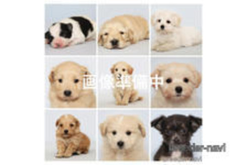 成約済の神奈川県のミックス犬-313788の1枚目