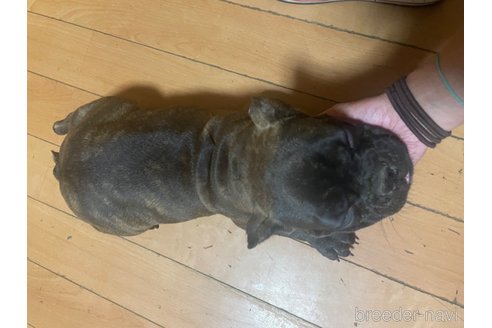 成約済の佐賀県のミックス犬-313917の9枚目