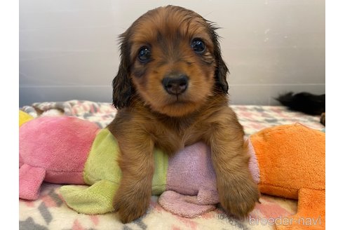 成約済の神奈川県のカニンヘンダックスフンド(ロングヘアード)-310140の2枚目