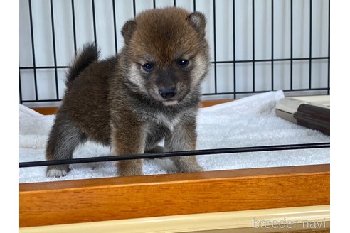 成約済の岡山県の豆柴-314181の3枚目