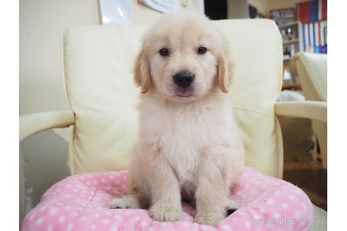 成約済の奈良県のゴールデンレトリーバー-314464の1枚目