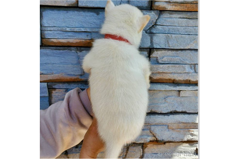 成約済の大阪府の北海道犬-314648の2枚目