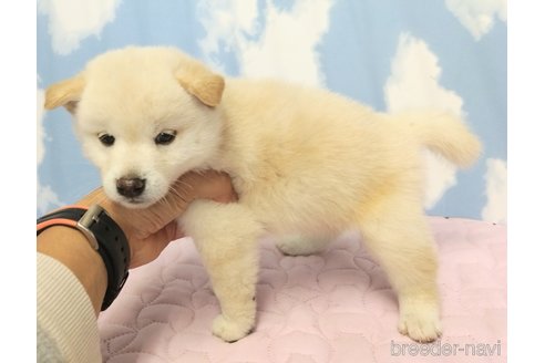 成約済の静岡県の柴犬-315342の4枚目