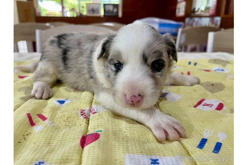 成約済の長野県のボーダーコリー-315388の11枚目