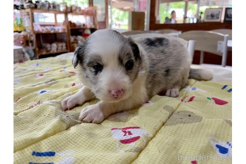 成約済の長野県のボーダーコリー-315388の6枚目