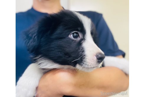 商談中の群馬県のボーダーコリー-306166の2枚目