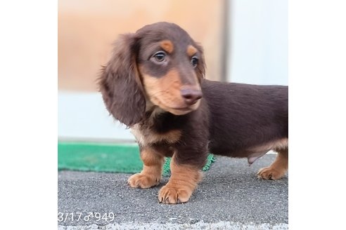 成約済の埼玉県のミニチュアダックスフンド(ロングヘアード)-311980の6枚目