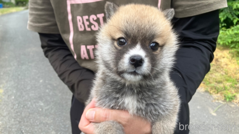 成約済の福島県のミックス犬-316643の2枚目